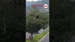 Oso fue visto deambulando en la avenida Paseo de la colonia Lagos del Vergel Monterrey [upl. by Najar909]