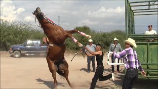 Carreras de Caballos en Cumpas Son 3 de Octubre 2015 [upl. by Lesig]