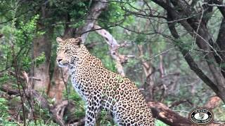 Hluhluwe Safari Full or Half Day Tours [upl. by Case]