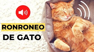 RONRONEO de GATO 😻 Sonido de Gato Ronroneando [upl. by Hakaber]