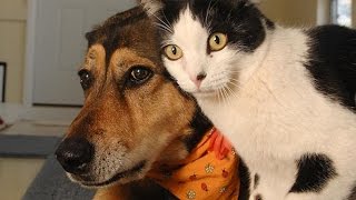 Funny Cats and Dogs Compilation [upl. by Emsoc828]