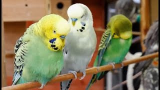 Over 9 hours of Budgies Playing Singing and Talking [upl. by Haman169]