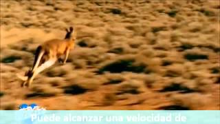 VIDEO 2 mecanismo del salto del canguro [upl. by Gustavo]