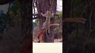 Leopard vs Deer 🦌 in Wildlife Africa animals wildlife lion animals shorts [upl. by Jacquelynn886]