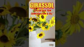 GIRASSOL “A FLOR QUE TEM CONEXÃO COM O SOL” [upl. by Eerok159]