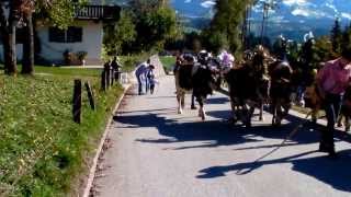 Rinderzucht Tirol Almabtrieb Fam Schroll Hopfgaten i T quotPremhofquot 2013 [upl. by Natsirhc577]