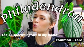 ALL My Beautiful Philodendron  Updated Collection 2022 26 types  rare  common [upl. by Yevoc565]