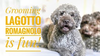 Grooming Lagotto Romagnolo is fun [upl. by Darren824]