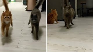 Wobbly Cat Syndrome Felines In Sync [upl. by Novaj]