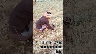 A farmer sowing onion seeds in the fieldAmazing World Views [upl. by Enilaf]