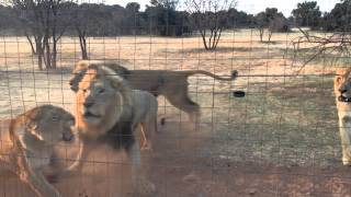 Hungry lions getting meat AFRICA [upl. by Pietra]