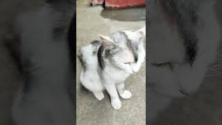 cute vigdiyanheeran yoyohoneysingh cat attitude comedy animallover [upl. by Gosser]