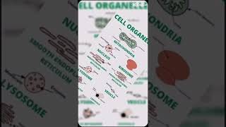 Cell organelles biology nature [upl. by Werdna]