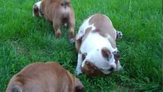 8 week old English bulldog puppies playing together outside for the first time [upl. by Lehcar]