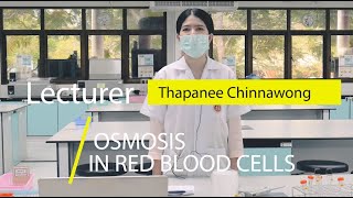 ปฏิบัติการ Osmosis in Red Blood Cells [upl. by Ellienad258]