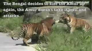 Siberian tiger vs Bengal tiger  Fighting techniques [upl. by Loleta965]