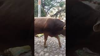 Yunta cattle teamwork traditionalagriculture bulls ollantaytambo ganados [upl. by Mickey]