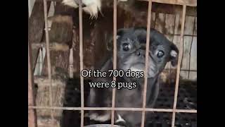 700 dogs rescued from illegal Korean puppy mill [upl. by Quinby972]