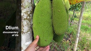 Cempedak Artocarpus integer [upl. by Fulmis80]