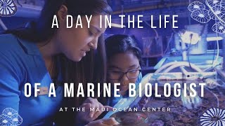 A Day in the Life of a Marine Biologist in Hawaii [upl. by Brynn526]