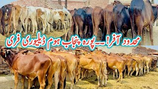 Great AnnouncementWacha Farming in Pakistan  How To Start Low Investment BusinessBachra Farm [upl. by Brant]