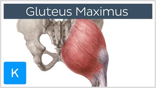 Gluteus Maximus Muscle  Function Origin amp Insertion  Human Anatomy  Kenhub [upl. by Annodahs]