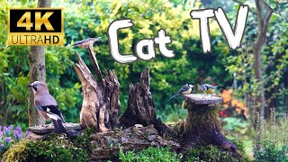 Cat TV for cats to watch  Nice birds at the natural feeder 4K [upl. by Niamert]