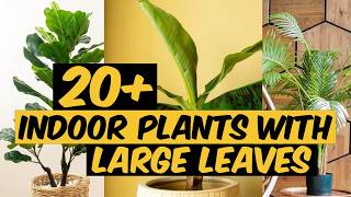 20 Indoor Plants with Large Leaves  The Planet of Greens [upl. by Asinla]