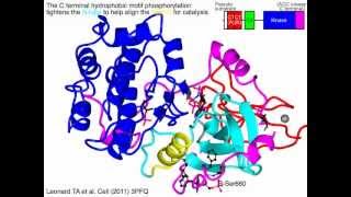 Protein kinase C cPKC [upl. by Alorac217]