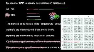 What polycistronic messanger RNA means [upl. by Nosduh482]