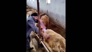 Amazing Explosive Cow’s gas is lit on fire satisfyingvideos shorts cows [upl. by Enimajneb]