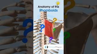 Rhomboids Anatomy physicaltherapy physiotherapy rhomboids anatomy [upl. by Llerehc]