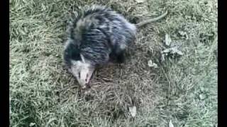 opossum playing dead 3 [upl. by Irakuy]