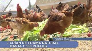 Receta de Pollo al chilindrón en Sariñena y Pollos El romeral en Poleñinomp4 [upl. by Llehsor]