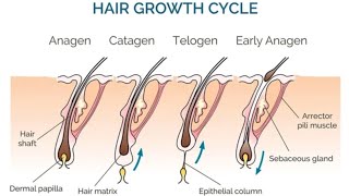 Trichology Hair growth cyclePhases of hairhair TTheory of hair [upl. by Hillyer827]