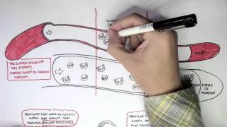 The Renin–Angiotensin–Aldosterone System RAAS Animation [upl. by Buford]