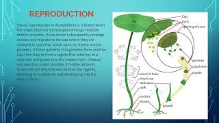 Overview and importance of Acetabularia [upl. by Richmal413]