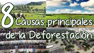 8 Causas Principales De La Deforestación Y La Tala De Árboles [upl. by Anuat]