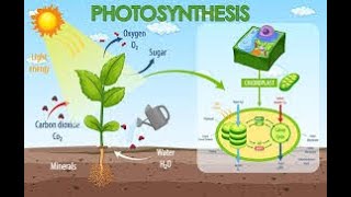 PhotosynthesisAutotrophic NutritionCBSE CLASS 10 QUICK REVISIONCBSEGlance [upl. by Tocci]