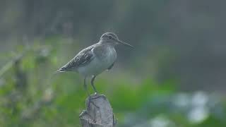 Wood sandpiper  4K UHD VideoTanzanian Birds [upl. by Tildy]