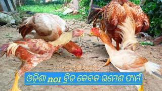 Parrot beak young aseel chicks quality is excellent tamil nadu breed in farming odisha balasore [upl. by Anerbes]