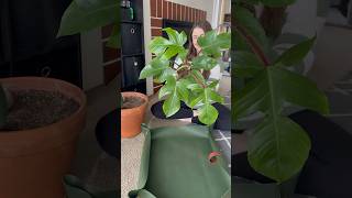 Soil Refresh for my Philodendron Squamiferum plants [upl. by Annait]