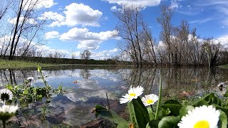 ARIANO nel POLESINE   il GRANDE fIUME in PIENA   DELTA DEL PO [upl. by Ahsinyar]