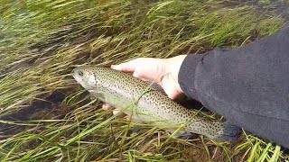 Sight Fishing For Trout In A Crystal Clear Mountain River  Trout Fishing The Sierra [upl. by Chandler997]