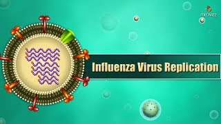 Influenza virus replication Cycle Animation  Medical Microbiology USMLE step 1 [upl. by Ynohtn796]