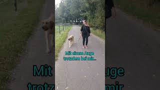 OrientierungsTraining mit Broholmer Ary broholmer hundetraining [upl. by Einegue]