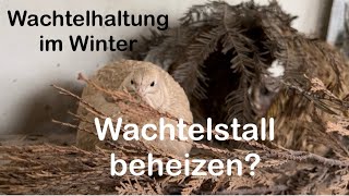 Wachtelstall heizen Winter  Wachtelhaltung im Winter  Heizen macht eure Wachteln krank  Wachteln [upl. by Akimahc515]