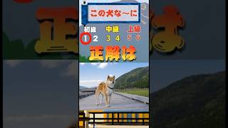 犬の種類を当ててください まったり クイズ shortsfeed [upl. by Onfroi]