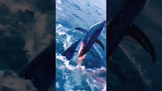 Tiburón ARREBATA pez ATÚN a PESCADORES 😱🦈 [upl. by Connolly509]