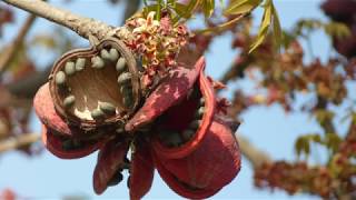 Sterculia foetida Indian Wild Almond [upl. by Unders]